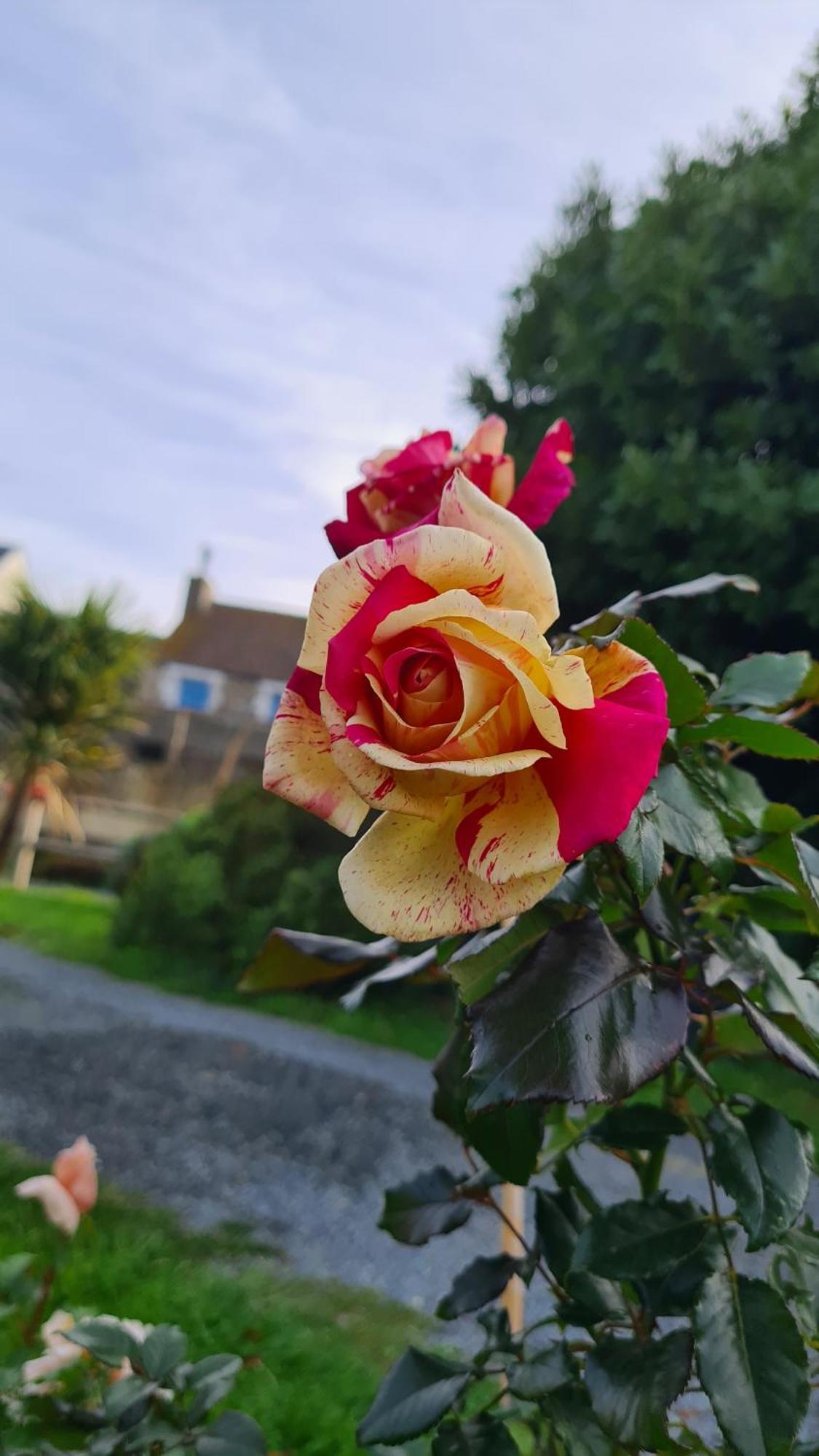 Lesroses1680 Blainville-sur-Mer Exterior foto